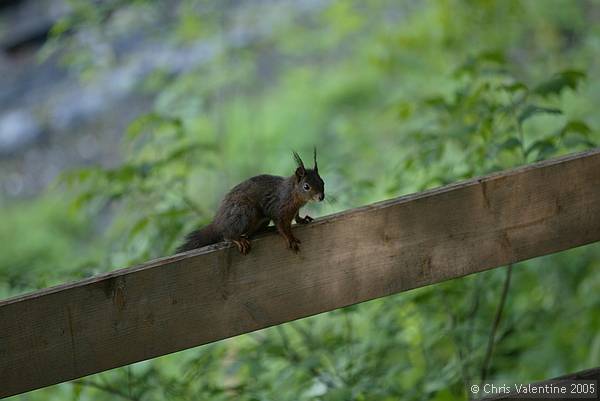Squirrel