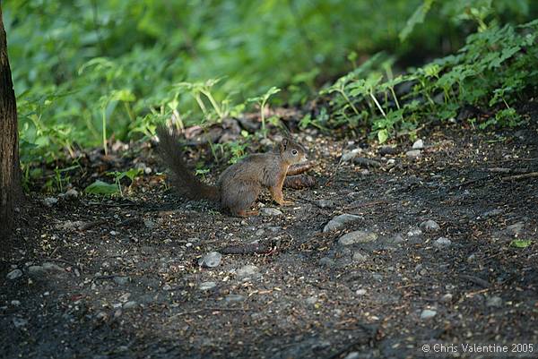 Squirrel