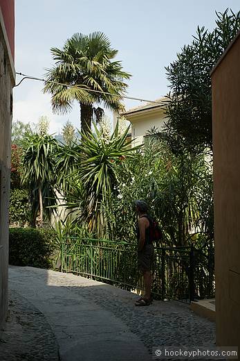 Cervo