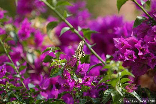 Swallowtail Butterfly on Bouganvillia