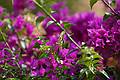Swallowtail Butterfly on Bouganvillia