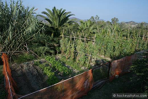 Gariano family land, Poggi, Imperia