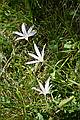 Winter crocus