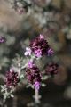 Unidentified wild flower