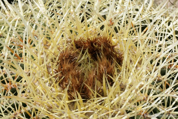 Cactus thorn closeups, Giardino Esotica Pallanca (Pallanca Exotic Gardens), nr Bordighera, Italy
