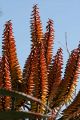 Aloe blooms, Giardino Esotica Pallanca (Pallanca Exotic Gardens), nr Bordighera, Italy